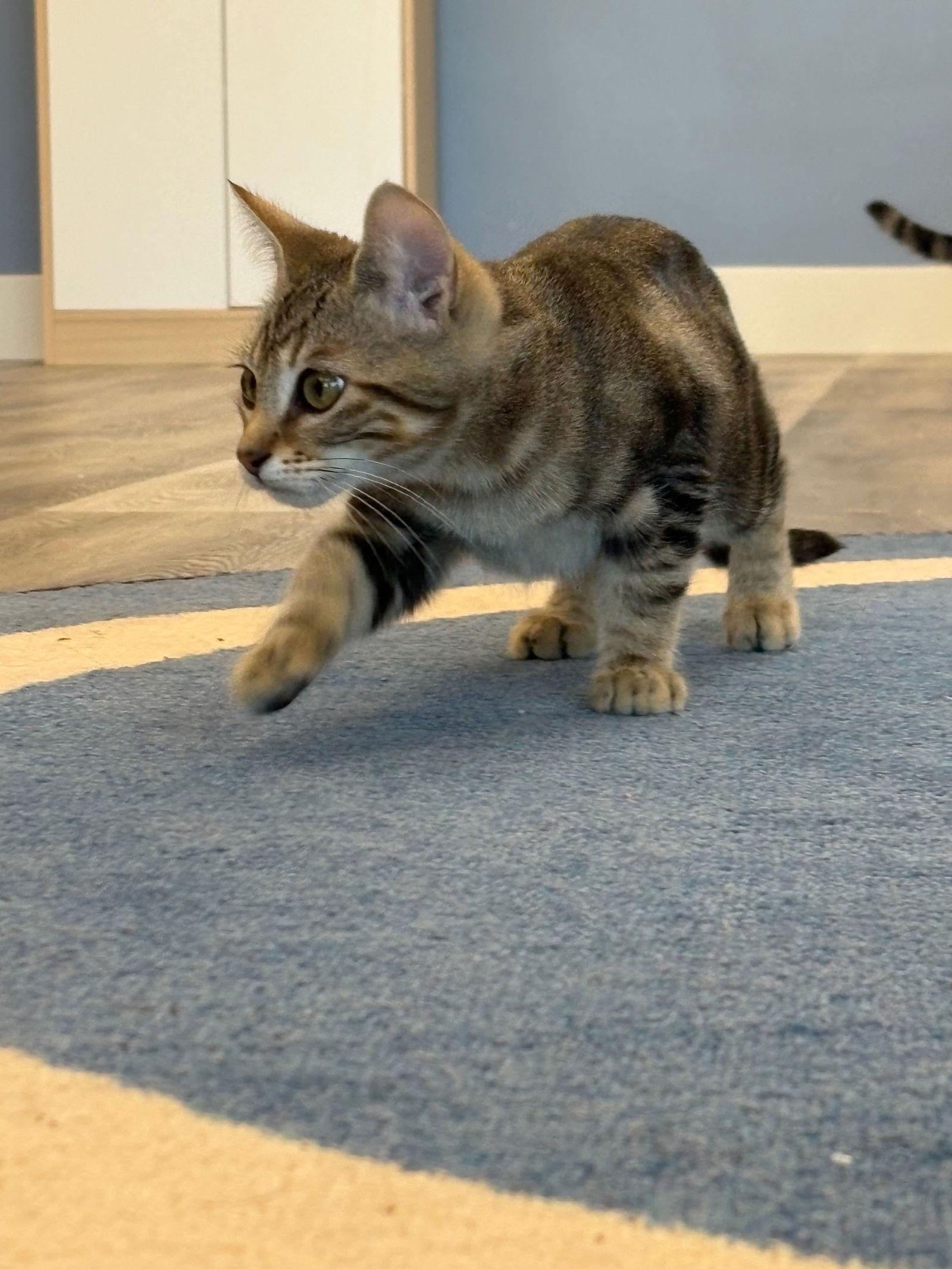 Enlarge Fajita, a Adoptable Domestic Short Hair in Mission Viejo, CA image 2/3