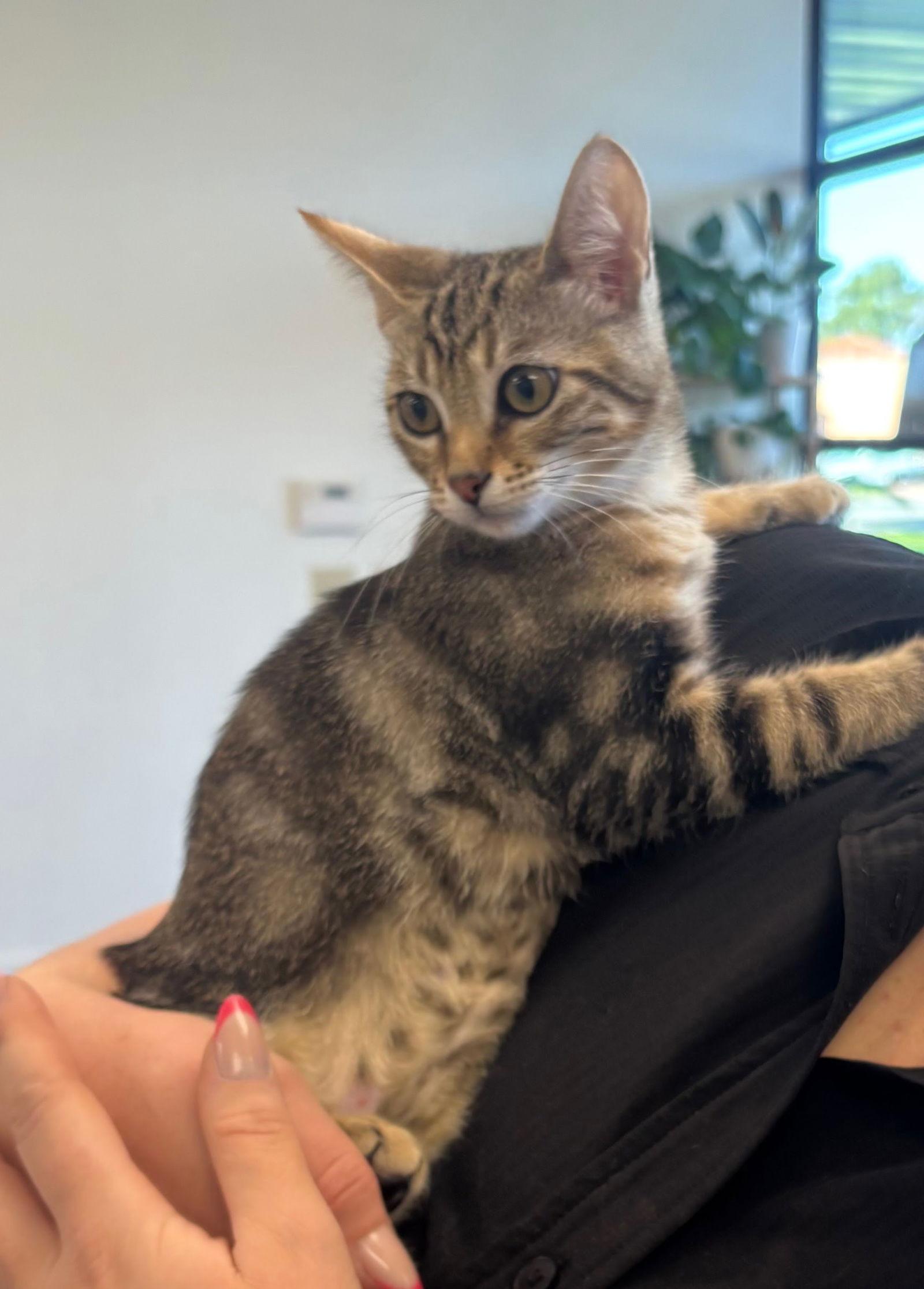 Enlarge Fajita, a Adoptable Domestic Short Hair in Mission Viejo, CA image 3/3