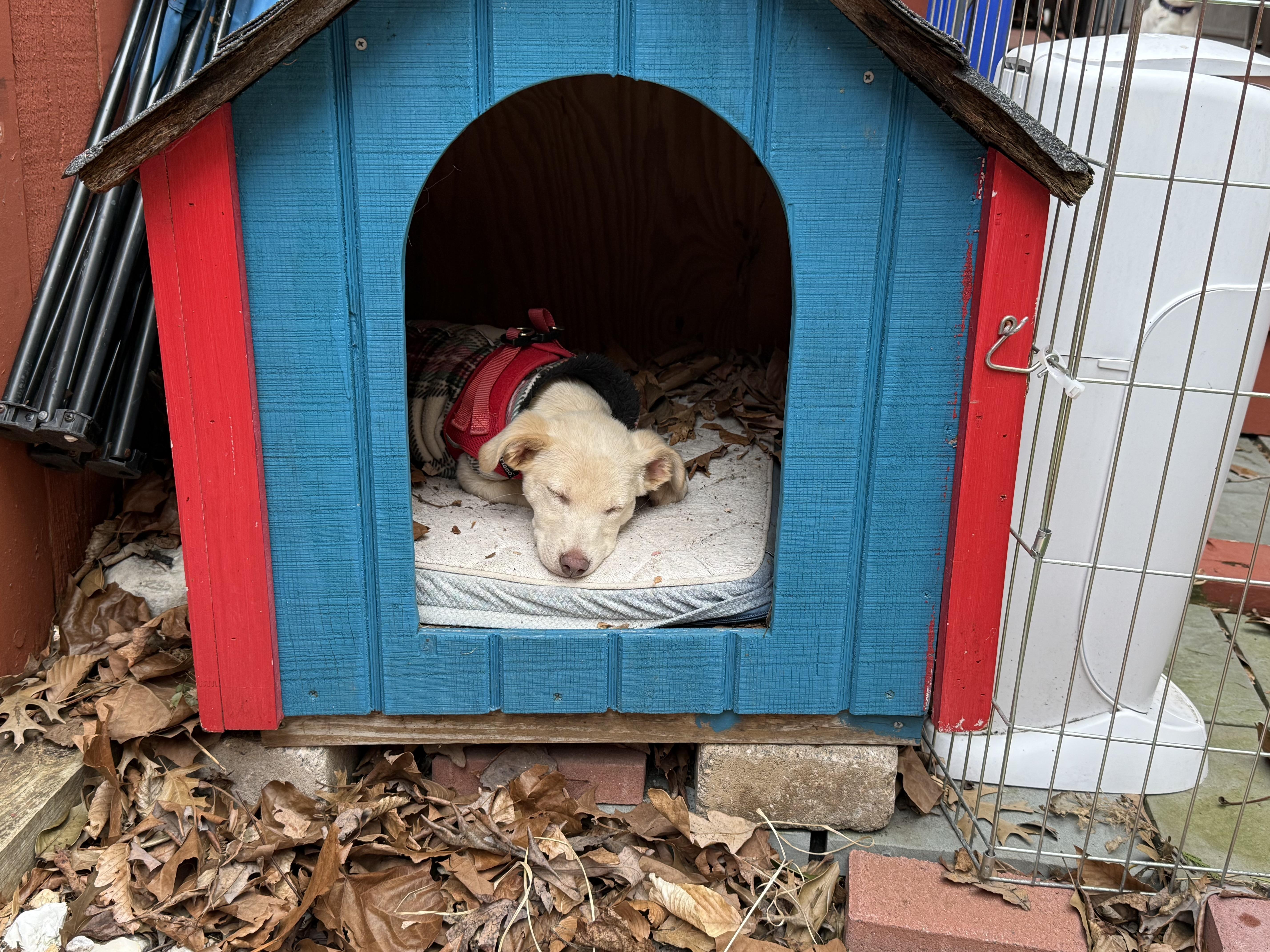 Enlarge George Chico , a ADOPTABLE mixed breed in chevy chase, MD image 3/6