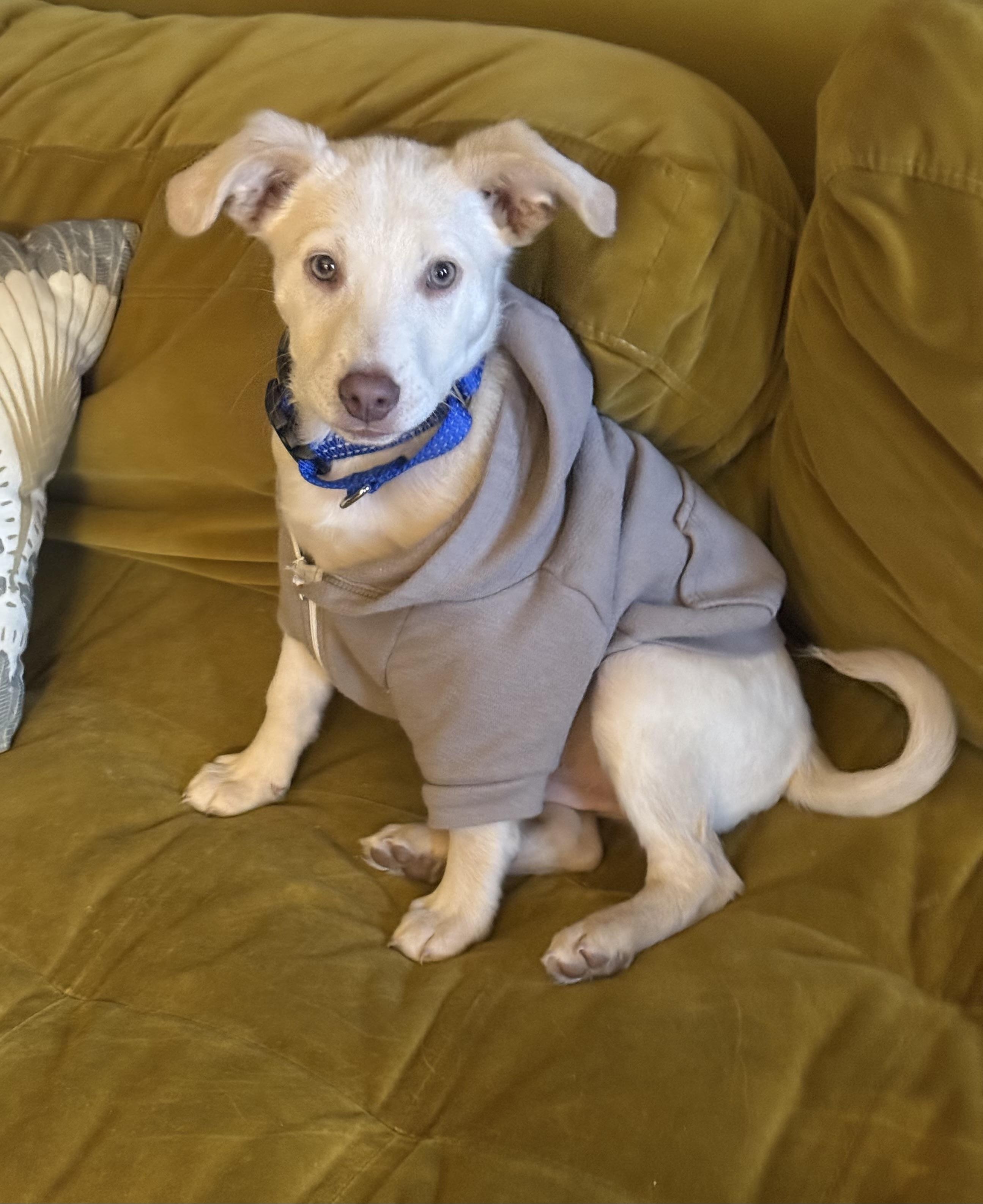 Enlarge George Chico , a ADOPTABLE mixed breed in chevy chase, MD image 1/6