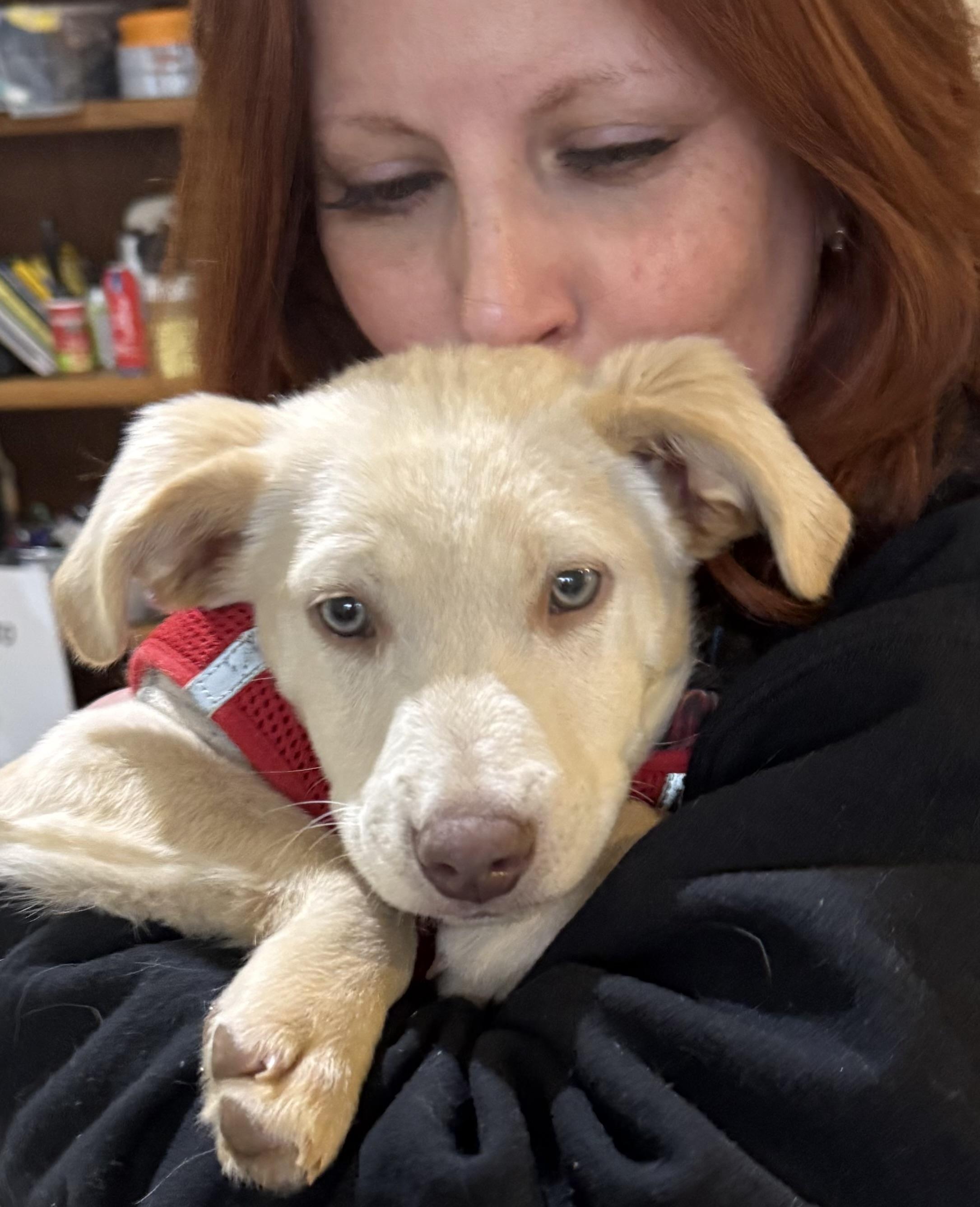 Enlarge George Chico , a ADOPTABLE mixed breed in chevy chase, MD image 4/6