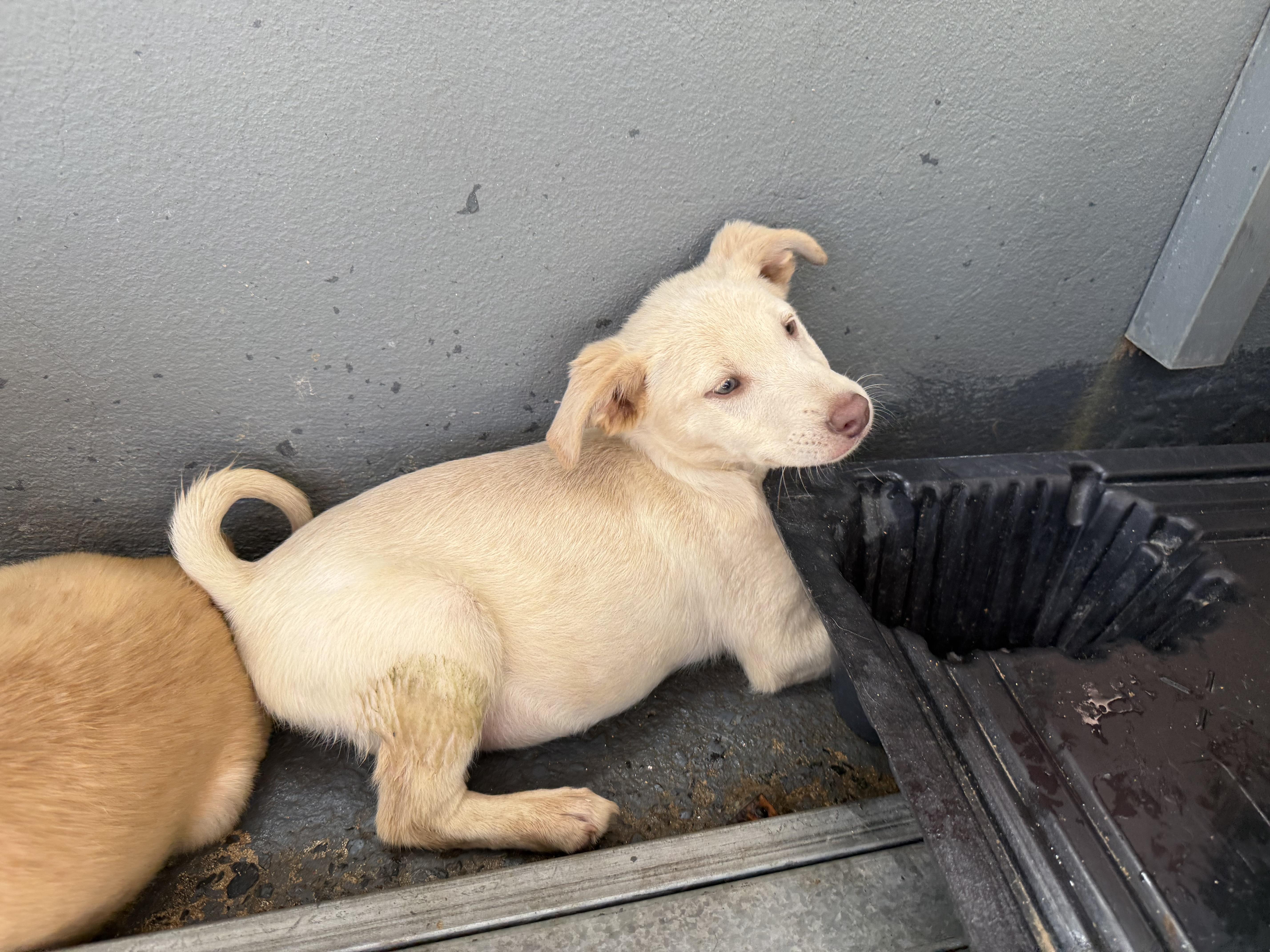 Enlarge George Chico , a ADOPTABLE mixed breed in chevy chase, MD image 5/6