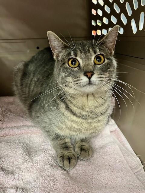 Enlarge Chimichanga, a ADOPTABLE mixed breed in Tyler, TX image 3/3