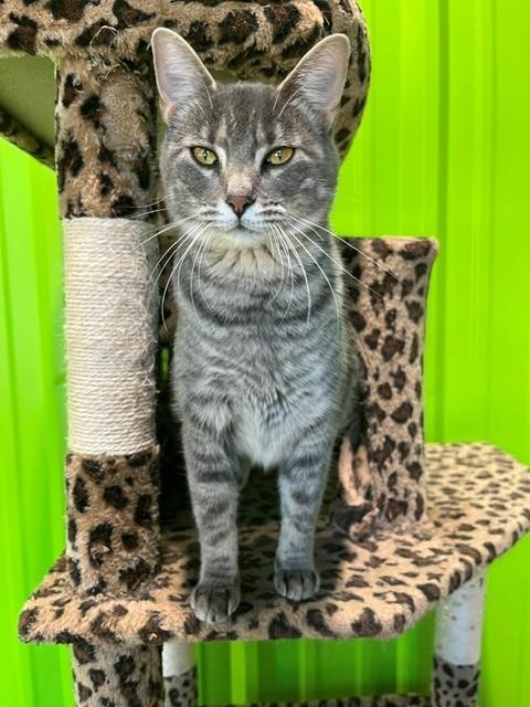Chimichanga, ADOPTABLE, Adult Female Domestic Short Hair.