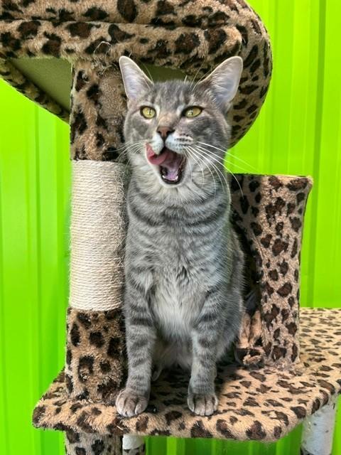 Enlarge Chimichanga, a ADOPTABLE mixed breed in Tyler, TX image 2/3
