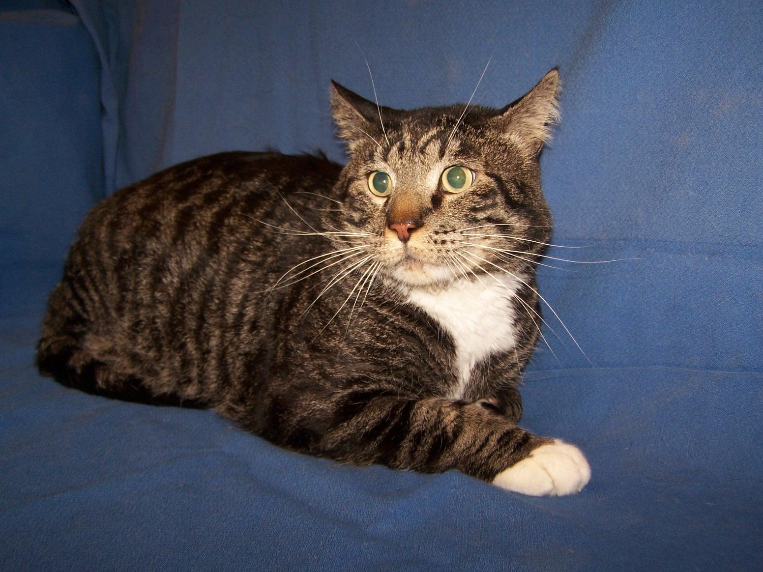 Longfellow/Hank, an adoptable Domestic Short Hair in Colorado Springs, CO, 80907 | Photo Image 1