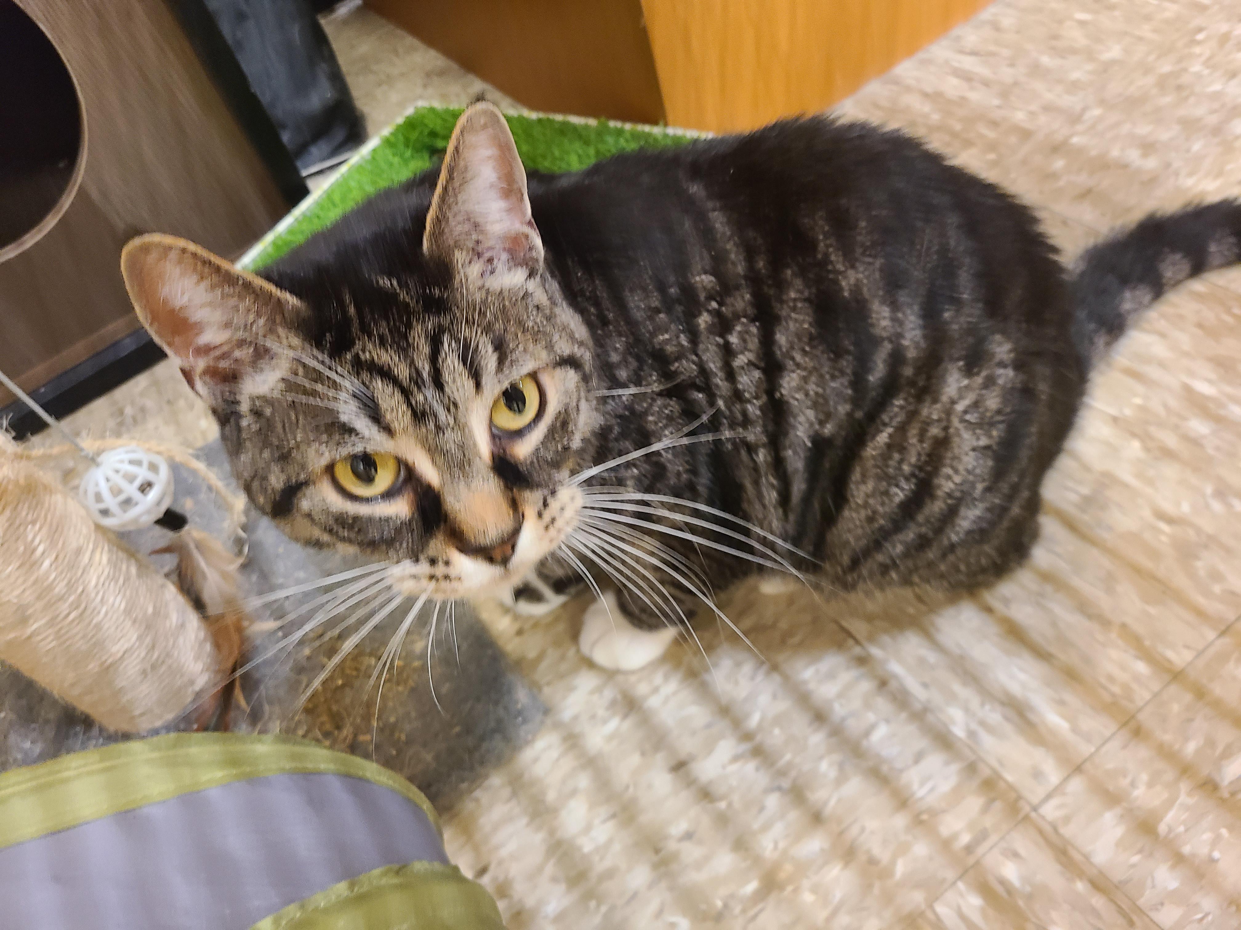 Enlarge Atticus, a Adoptable Domestic Short Hair in Gerrardstown, WV image 3/4