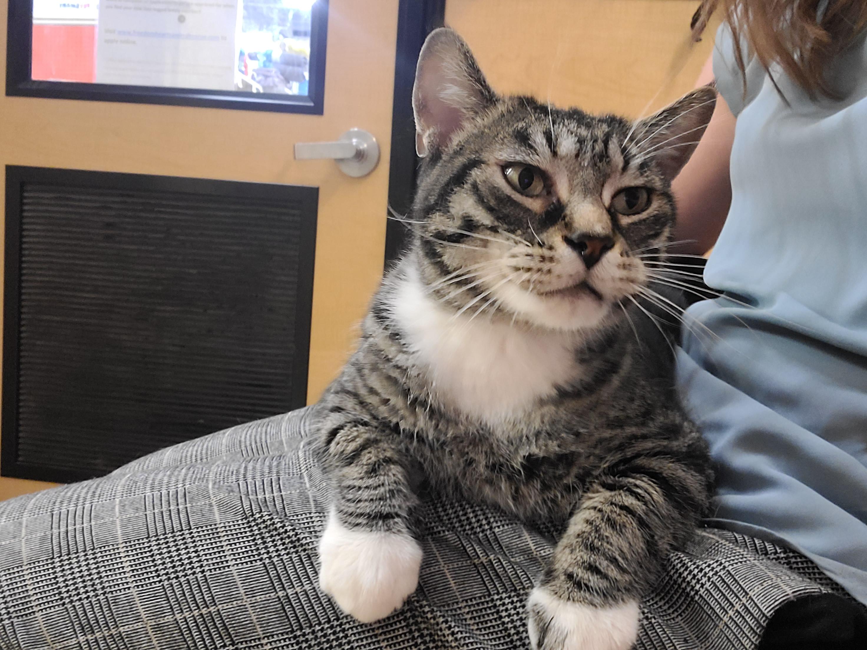 Enlarge Atticus, a Adoptable Domestic Short Hair in Gerrardstown, WV image 1/4