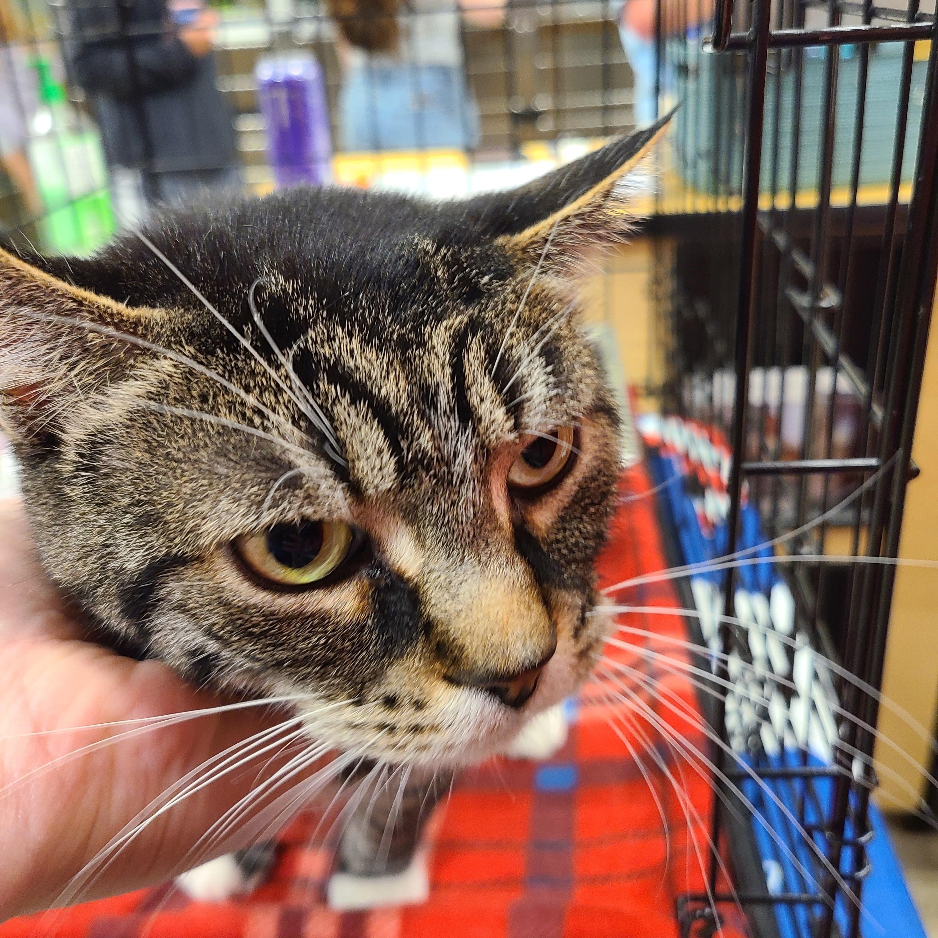 Enlarge Atticus, a Adoptable Domestic Short Hair in Gerrardstown, WV image 4/4