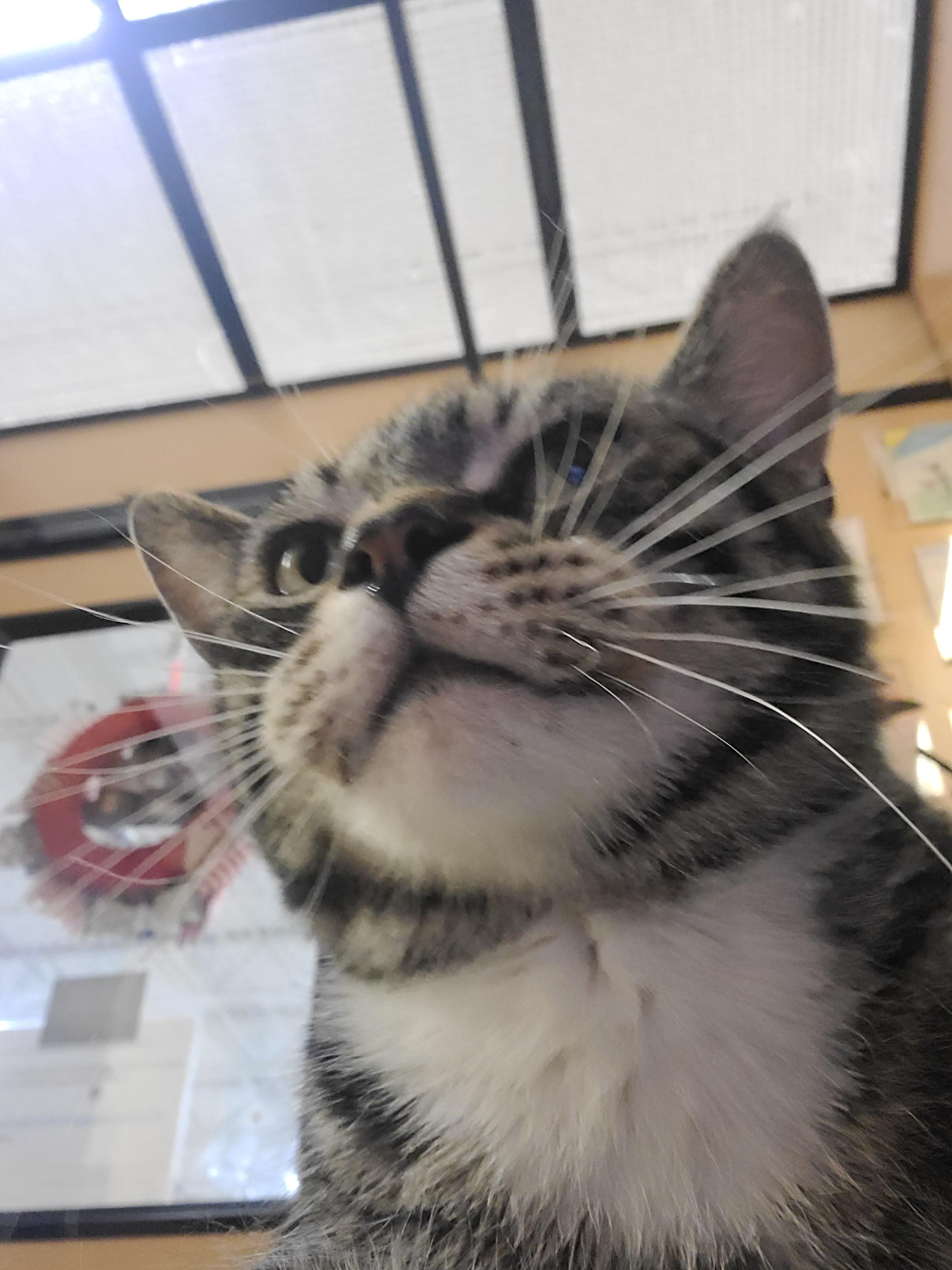 Enlarge Atticus, a Adoptable Domestic Short Hair in Gerrardstown, WV image 2/4