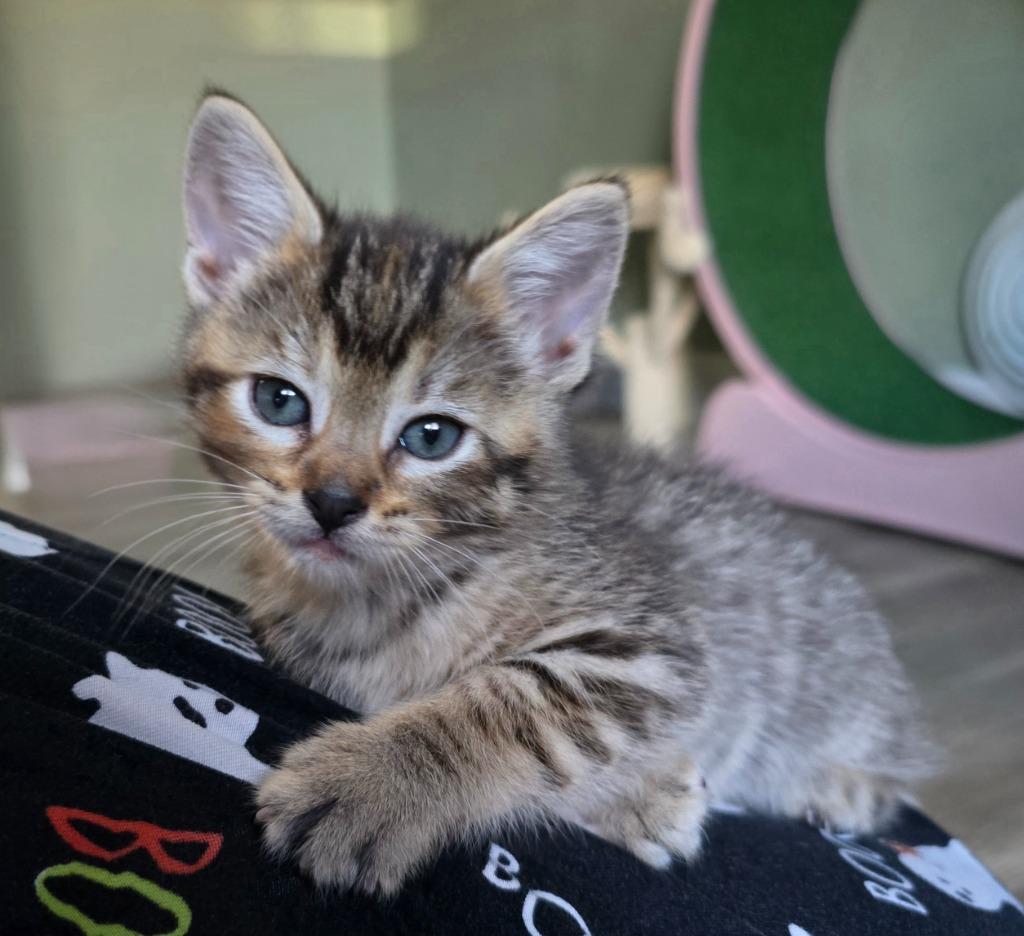 Agate, Adoptable, Kitten Female Domestic Short Hair.