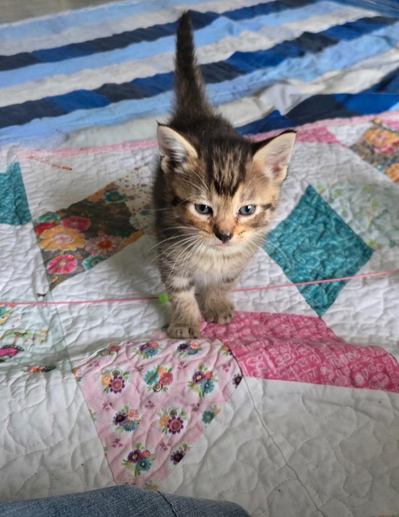 Enlarge Agate, a Adoptable mixed breed in Barron, WI image 2/6