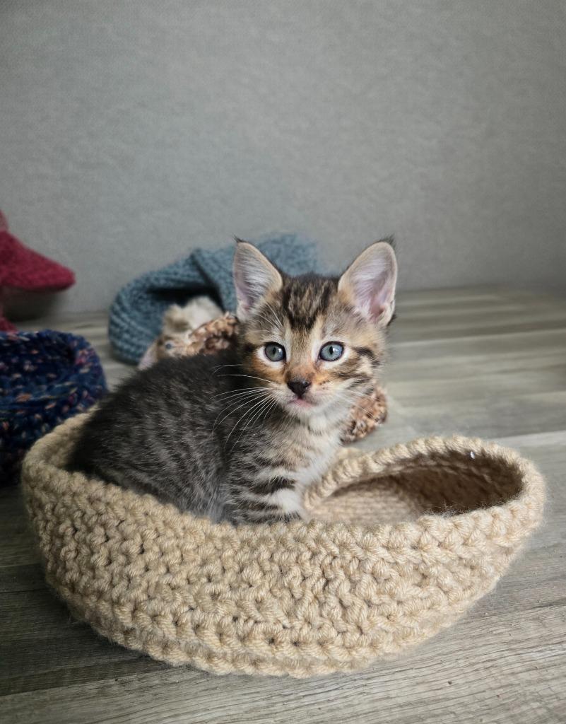 Enlarge Agate, a Adoptable mixed breed in Barron, WI image 4/6