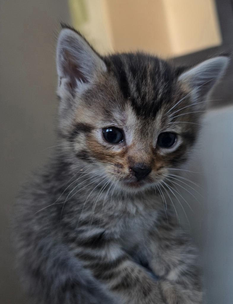 Enlarge Agate, a Adoptable mixed breed in Barron, WI image 5/6