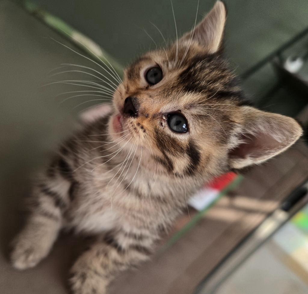 Enlarge Agate, a Adoptable mixed breed in Barron, WI image 6/6