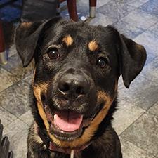 Tootsie - Courtesy Listing, an adopted mixed breed in Carlsbad Springs, ON image 1/4
