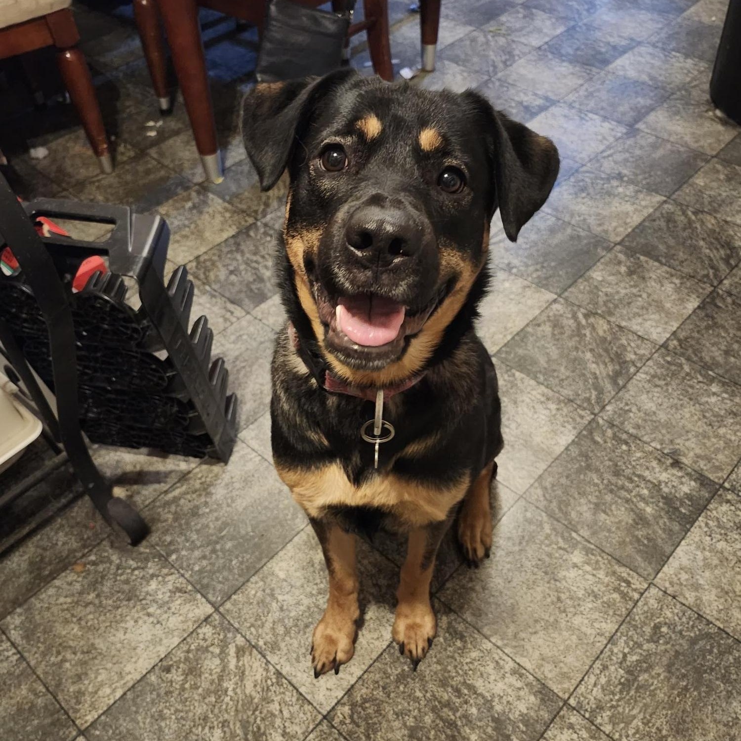 Tootsie - Courtesy Listing, an adopted mixed breed in Carlsbad Springs, ON image 2/4