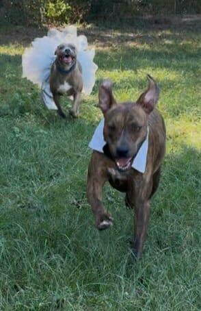 Enlarge Bentley & Adeline - Foster or Adopter (Bonded Pair), a Adoptable Mixed Breed in Kingston, MA image 2/6
