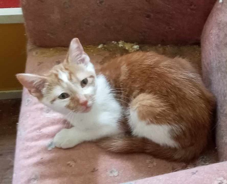 Enlarge Mama Peaches & her 3 kittens (male & female) URGENT - FOSTER NEEDED!, a Adoptable mixed breed in Cookeville, TN image 4/6