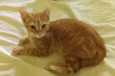 Enlarge Mama Peaches & her 3 kittens (male & female) URGENT - FOSTER NEEDED!, a Adoptable mixed breed in Cookeville, TN image 5/6