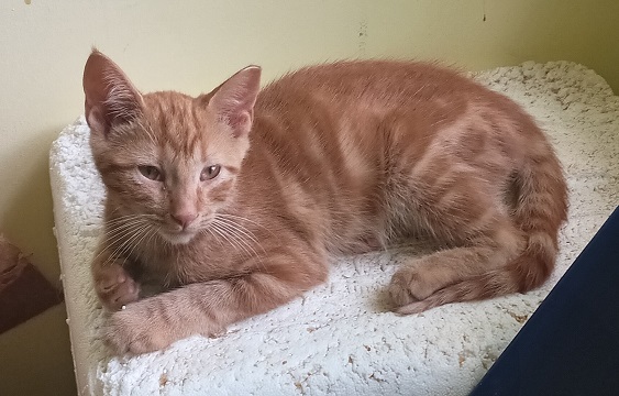 Enlarge Mama Peaches & her 3 kittens (male & female) URGENT - FOSTER NEEDED!, a Adoptable mixed breed in Cookeville, TN image 3/6