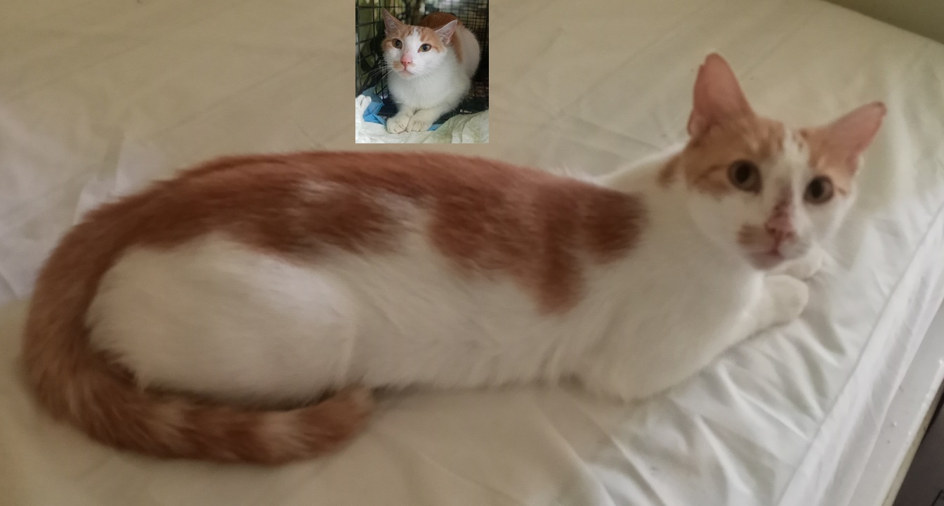 Enlarge Mama Peaches & her 3 kittens (male & female) URGENT - FOSTER NEEDED!, a Adoptable mixed breed in Cookeville, TN image 1/6