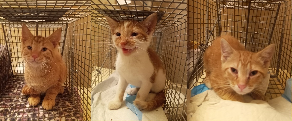 Enlarge Mama Peaches & her 3 kittens (male & female) URGENT - FOSTER NEEDED!, a Adoptable mixed breed in Cookeville, TN image 2/6