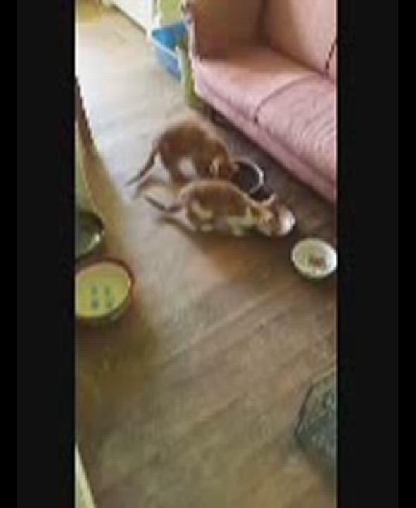 Enlarge Mama Peaches & her 3 kittens (male & female) URGENT - FOSTER NEEDED!, a Adoptable mixed breed in Cookeville, TN video 6/6