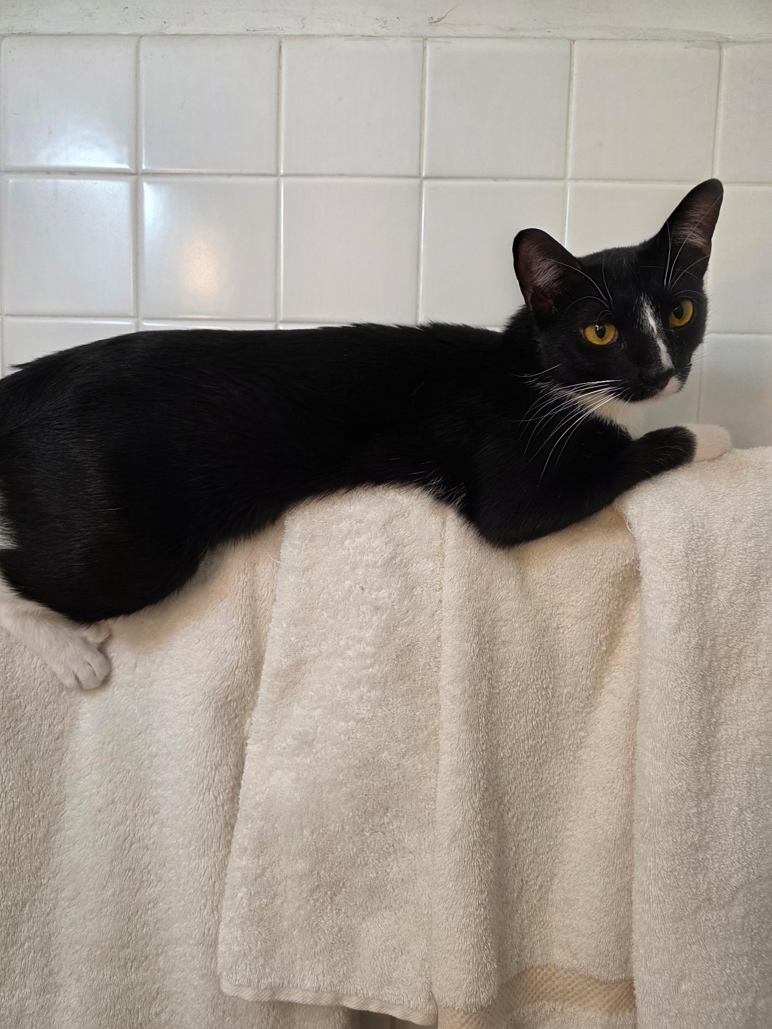 Enlarge Moppet/Mittens, a ADOPTABLE Domestic Short Hair in New York, NY image 4/6