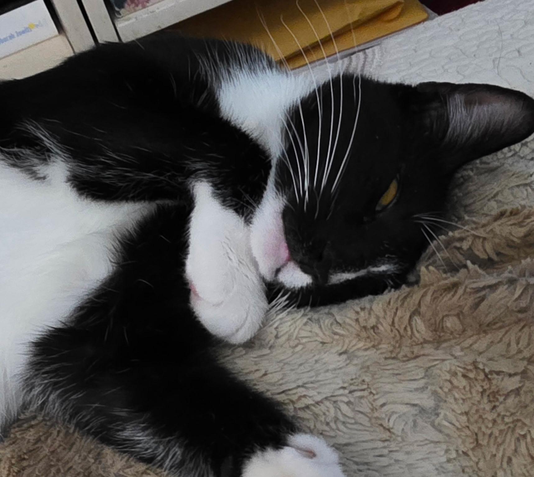 Enlarge Moppet/Mittens, a ADOPTABLE Domestic Short Hair in New York, NY image 5/6