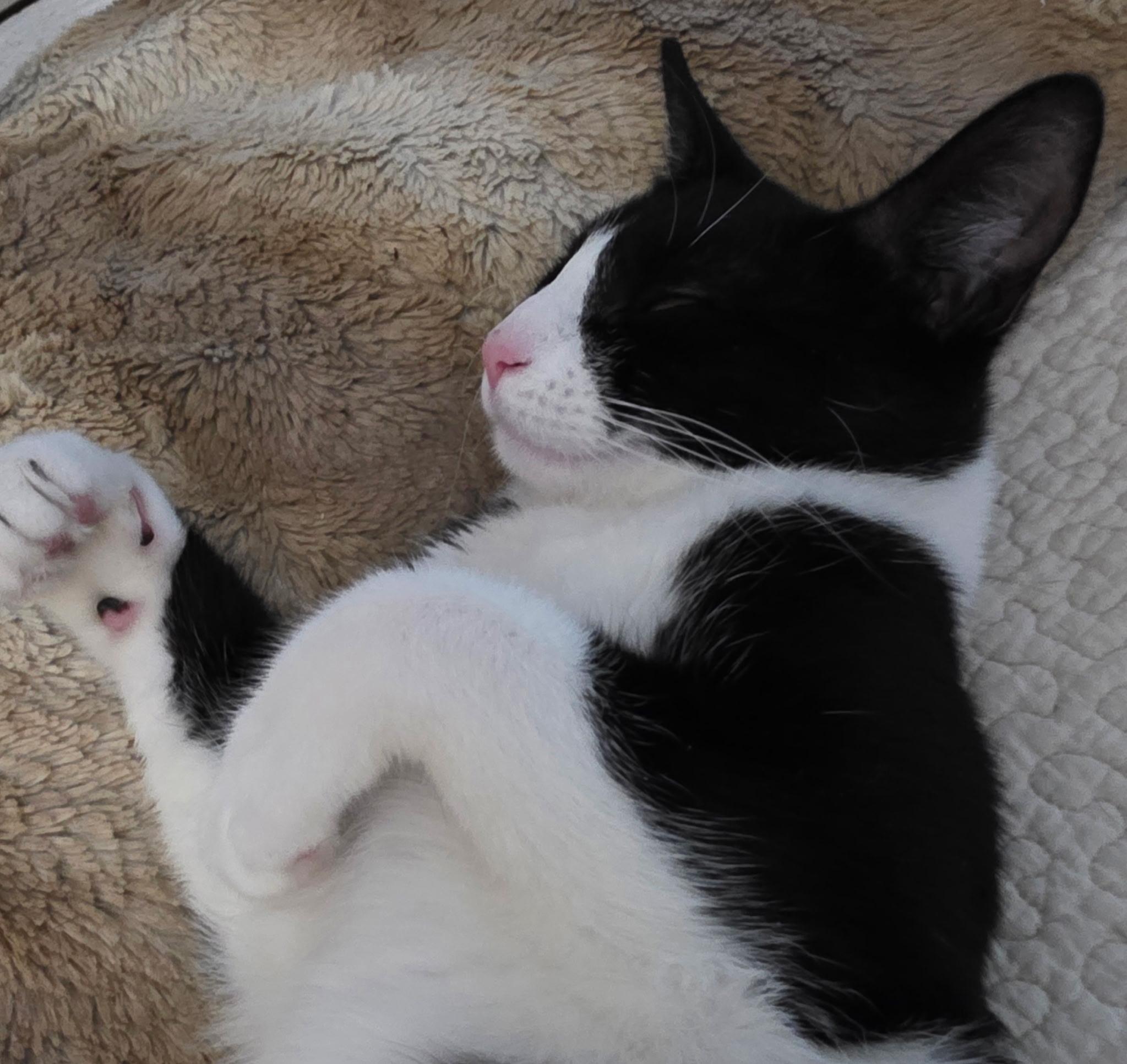 Enlarge Moppet/Mittens, a ADOPTABLE Domestic Short Hair in New York, NY image 6/6
