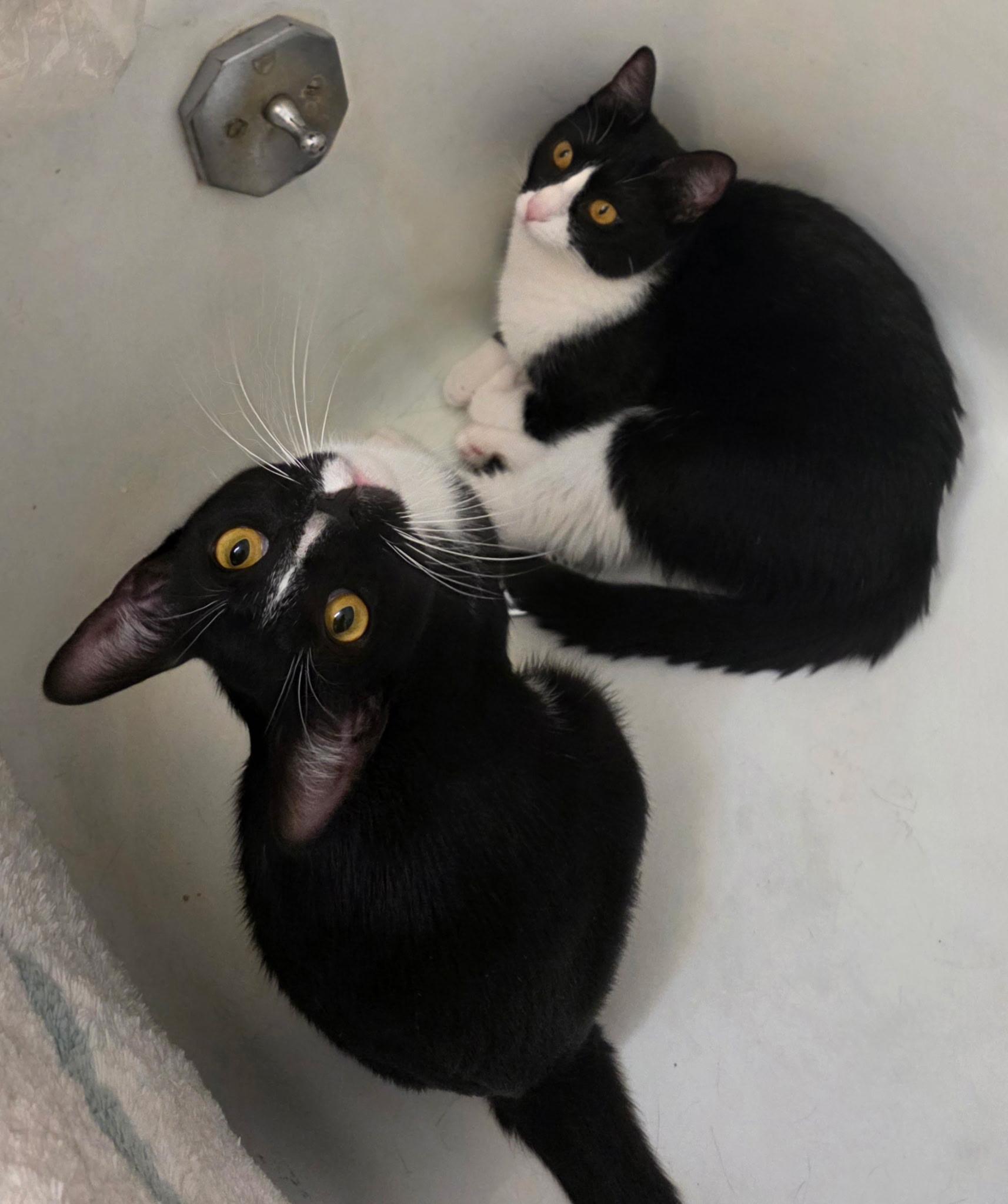 Enlarge Moppet/Mittens, a ADOPTABLE Domestic Short Hair in New York, NY image 3/6