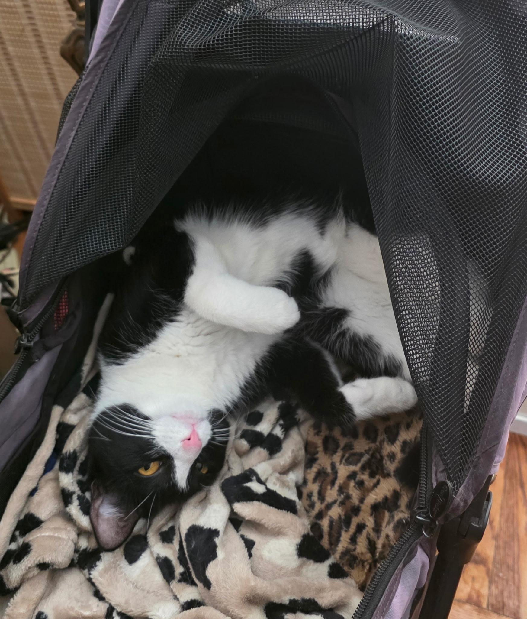 Enlarge Moppet/Mittens, a ADOPTABLE Domestic Short Hair in New York, NY image 2/6