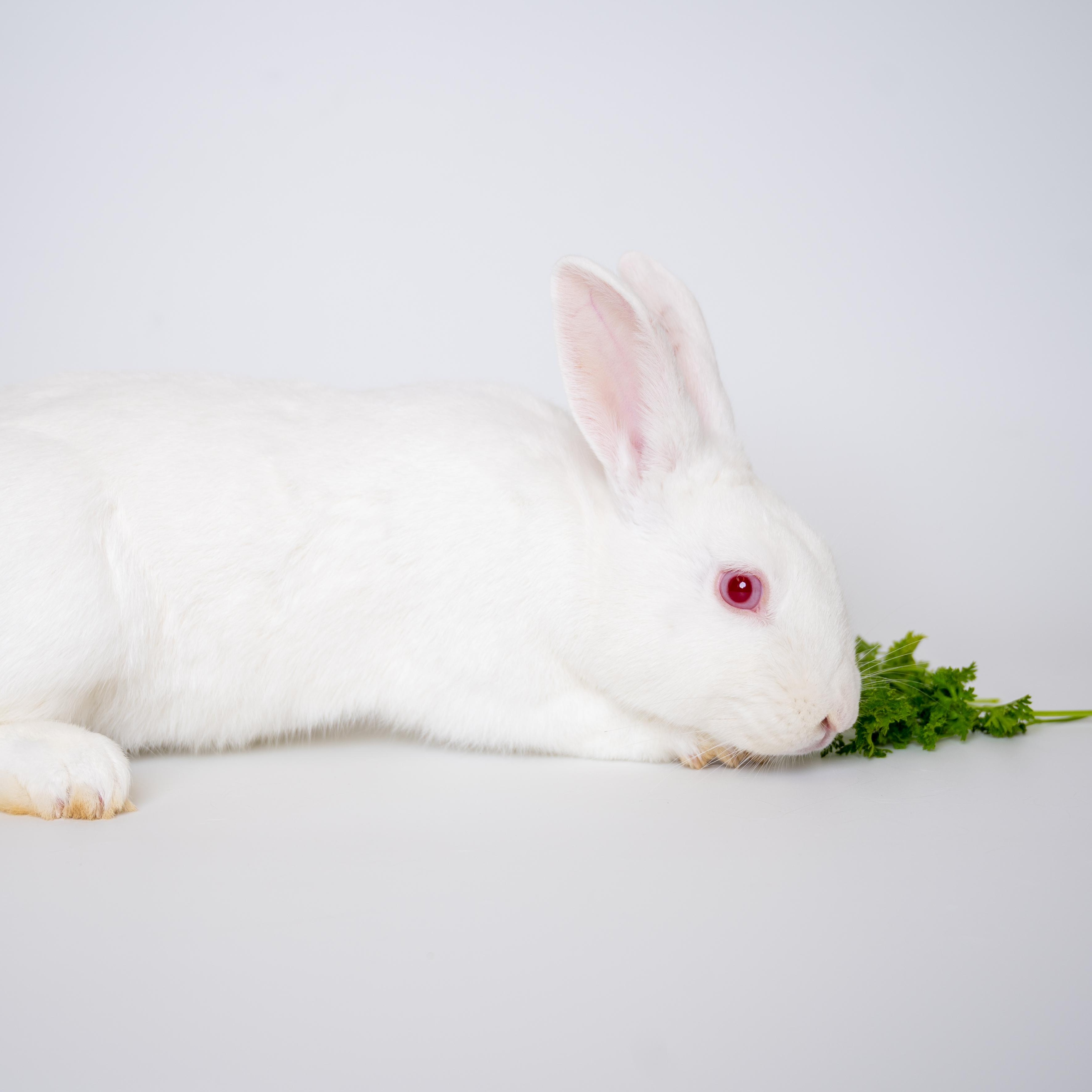 Chunk, a Adoptable Florida White in Alliston, ON image 6/6