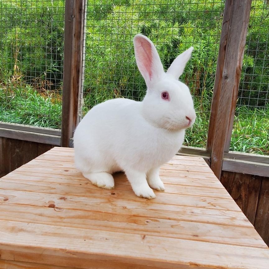 Chunk, a Adoptable Florida White in Alliston, ON image 1/6