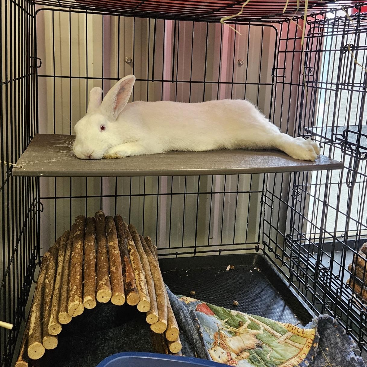 Chunk, a Adoptable Florida White in Alliston, ON image 2/6
