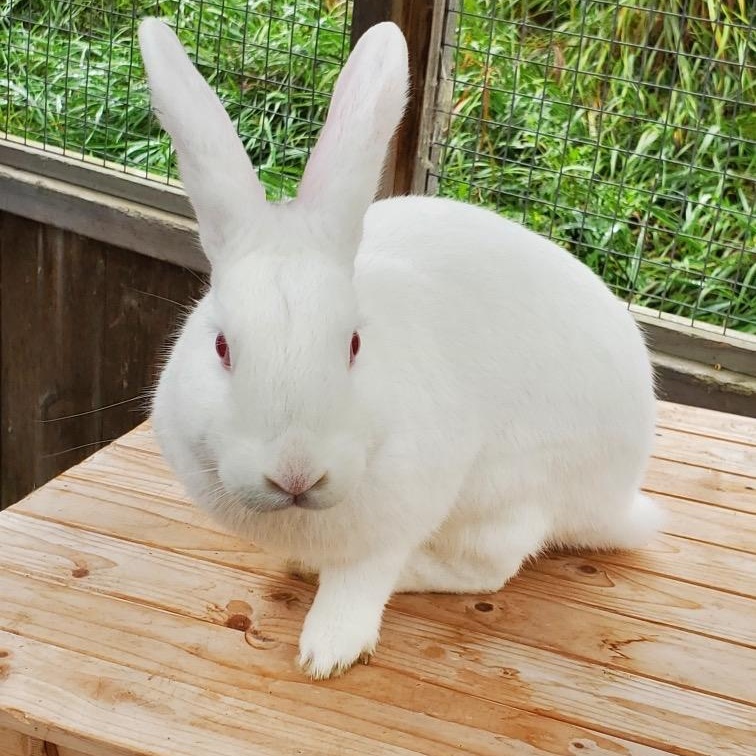 Chunk, a Adoptable Florida White in Alliston, ON image 3/6