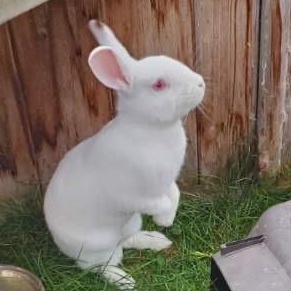 Chunk, a Adoptable Florida White in Alliston, ON image 4/6