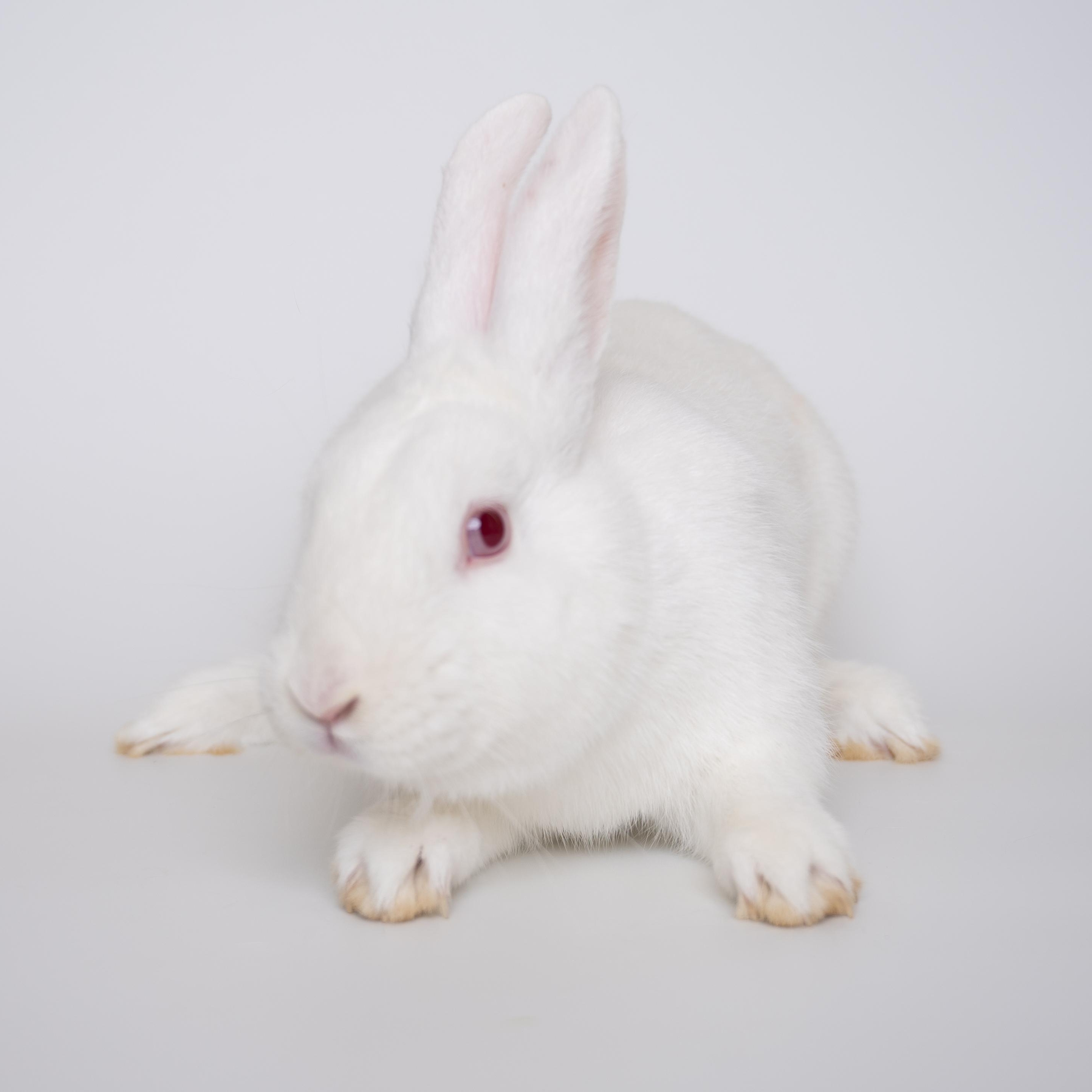 Chunk, a Adoptable Florida White in Alliston, ON image 5/6