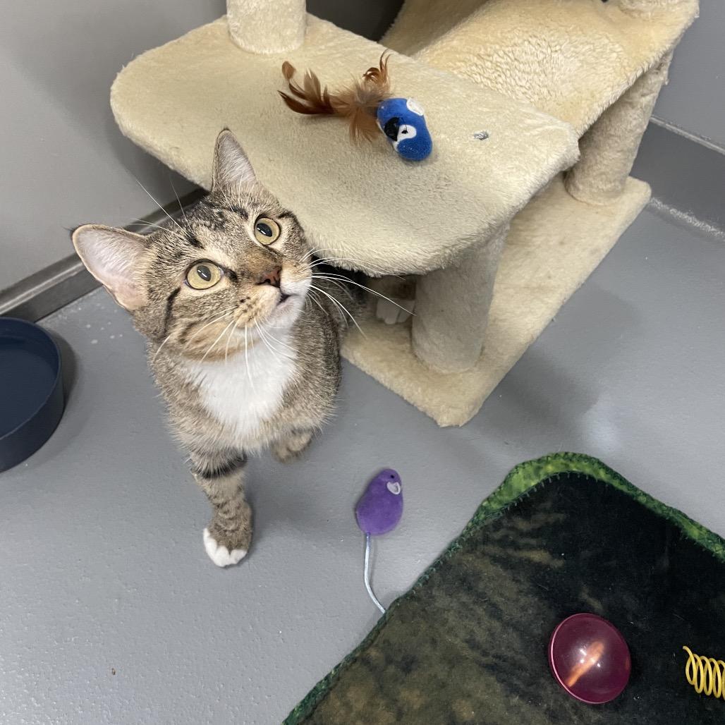 Enlarge Ada, a Adoptable Domestic Short Hair in Cape Girardeau, MO image 2/2