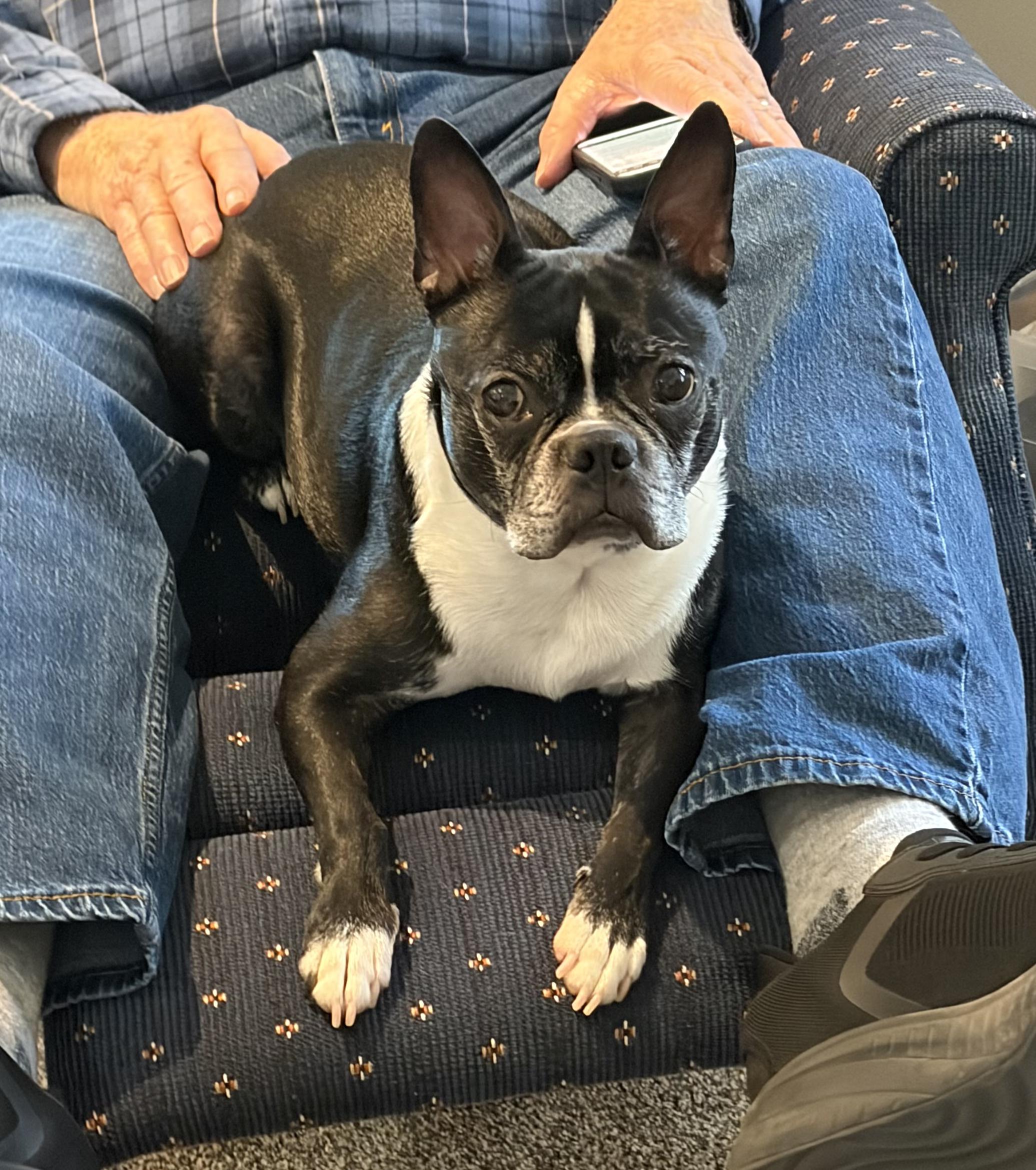 Hunter in IA, ADOPTABLE, Adult Male Boston Terrier.