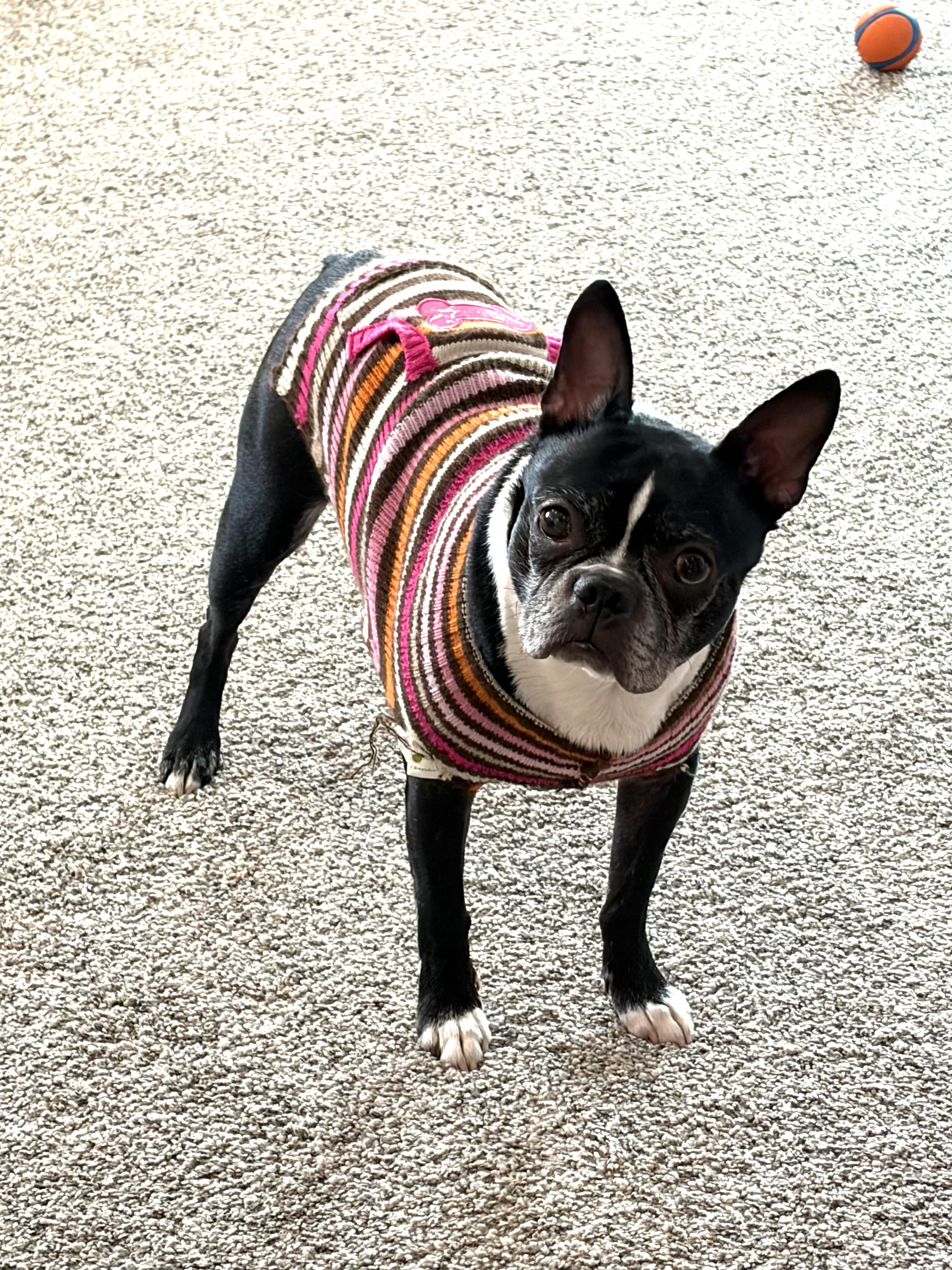 Enlarge Hunter in IA, a ADOPTABLE Boston Terrier in Des Moines, IA image 1/6