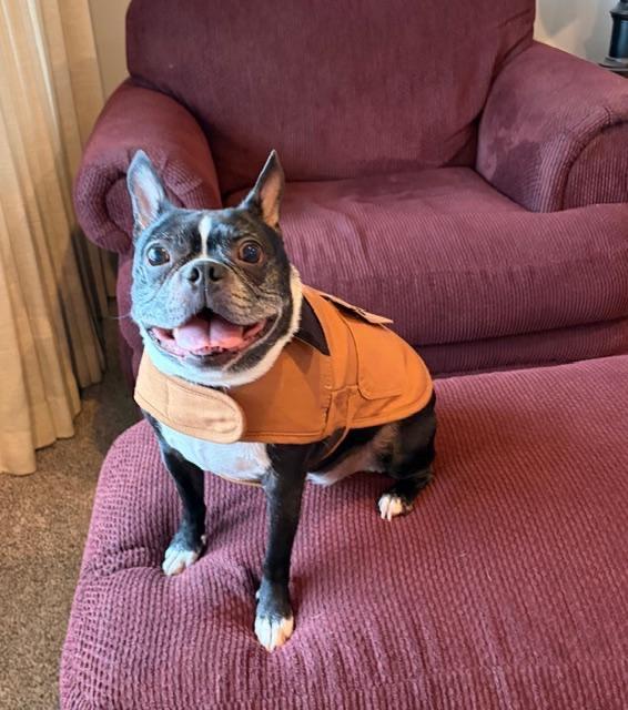 Enlarge Hunter in IA, a ADOPTABLE Boston Terrier in Des Moines, IA image 2/3