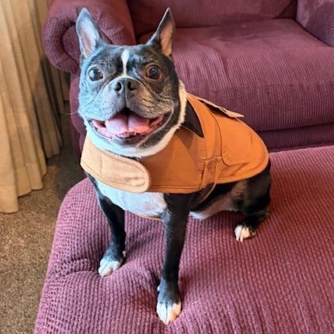 Enlarge Hunter in CO, an adoptable Boston Terrier in Littleton, CO image 3/6