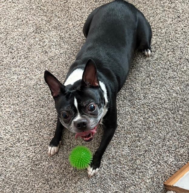 Hunter in IA, ADOPTABLE, Adult Male Boston Terrier.