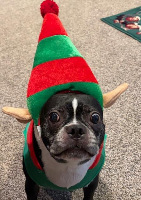 Enlarge Hunter in IA, a ADOPTABLE Boston Terrier in Des Moines, IA image 3/3