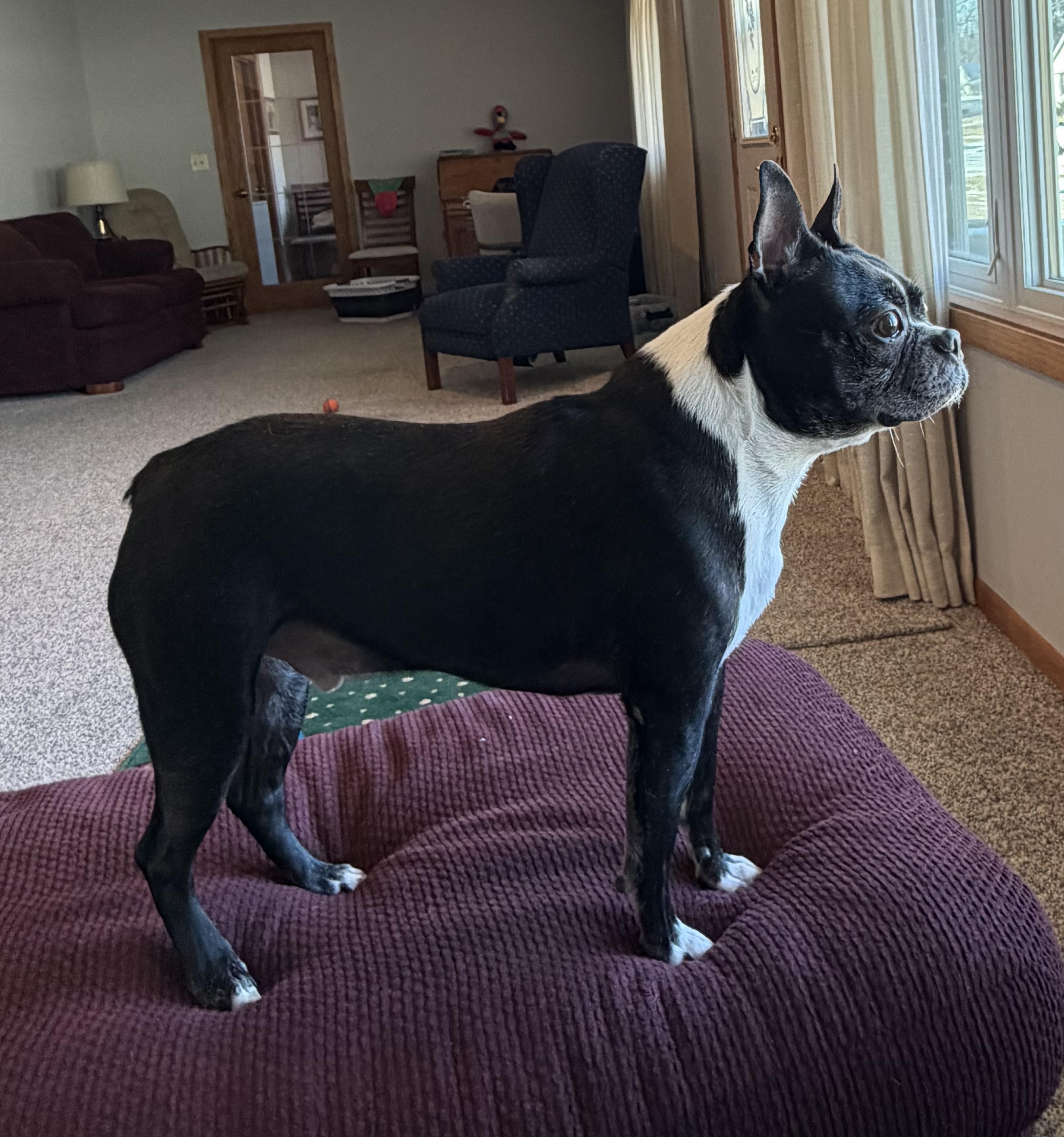 Enlarge Hunter in IA, a ADOPTABLE Boston Terrier in Des Moines, IA image 4/6