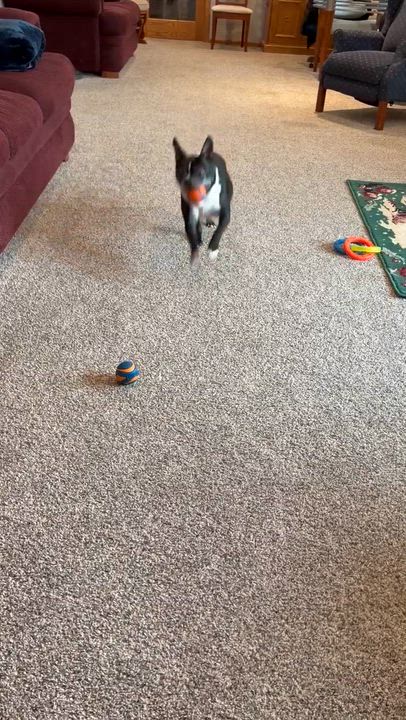 Enlarge Hunter in IA, a ADOPTABLE Boston Terrier in Des Moines, IA video 6/6