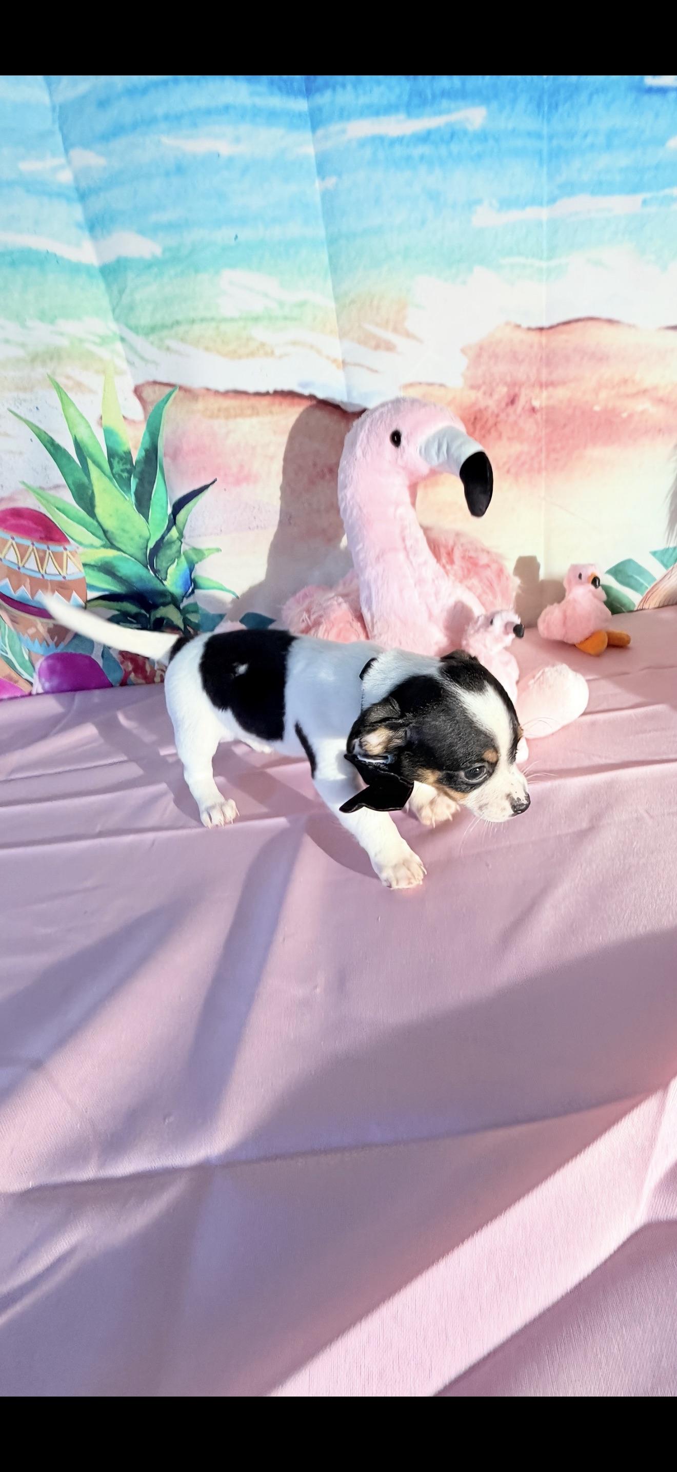 Domino, ADOPTABLE, Puppy Male Chihuahua & Rat Terrier.