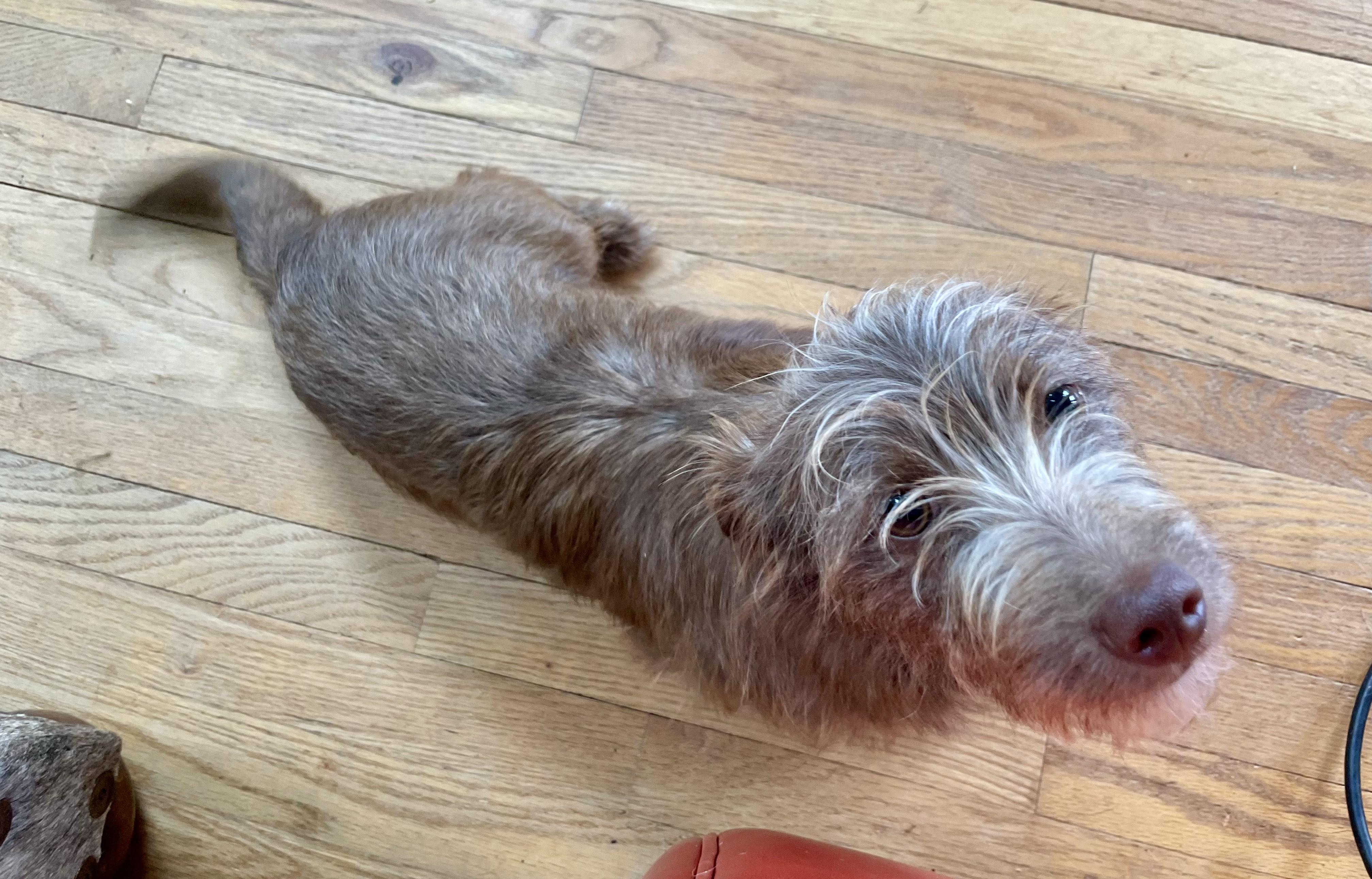 Daxton, an adopted mixed breed in MORAVIAN FALLS, NC image 5/5